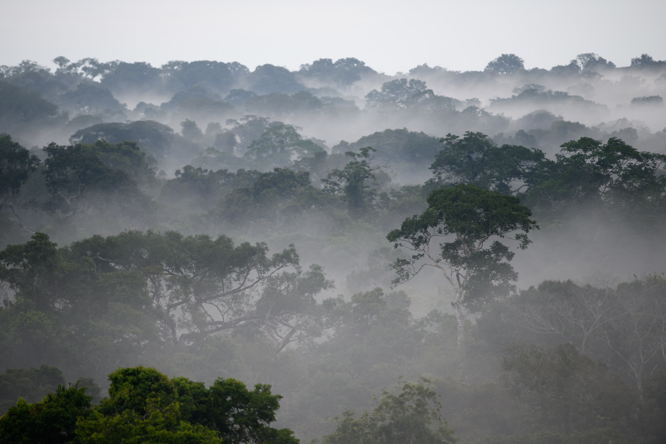 Nebelwald in Peru